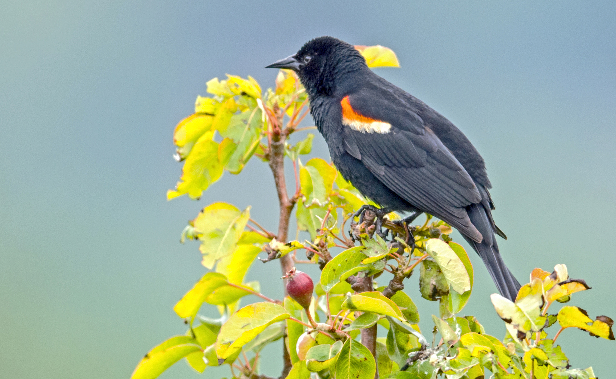 Nikon AF-S Nikkor 600mm F4E FL ED VR sample photo. Bird photography