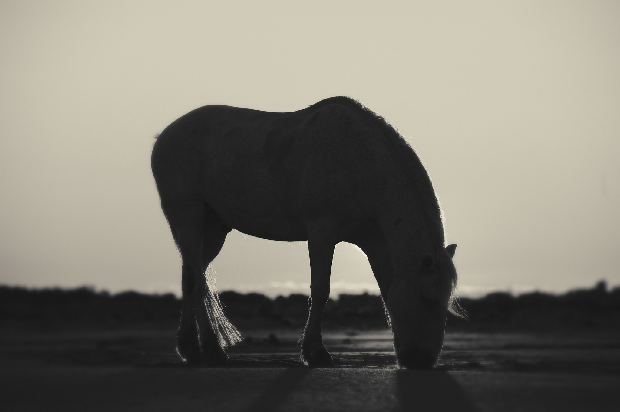 Sigma 70-200mm F2.8 EX DG Macro HSM II sample photo. Black and white grazing horse silhouette photography