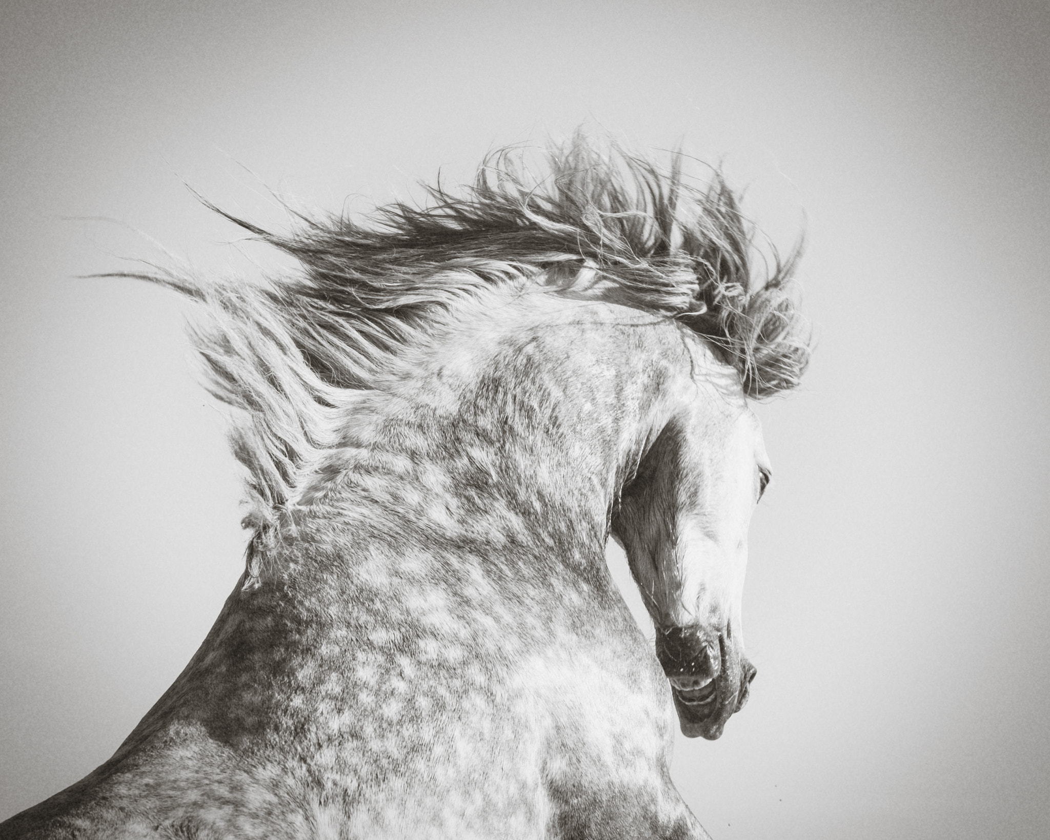 Sigma 70-200mm F2.8 EX DG Macro HSM II sample photo. Rearing stallion photography