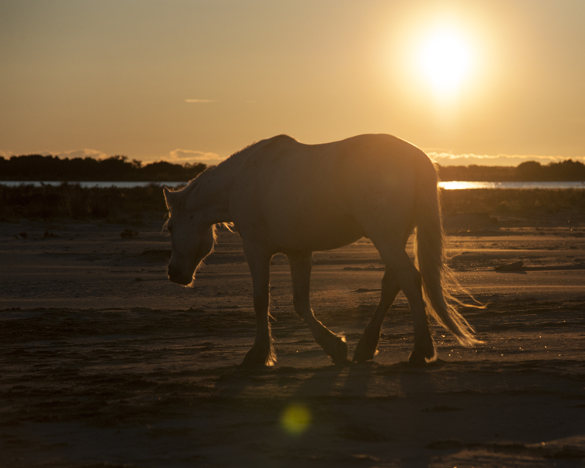 Sigma 70-200mm F2.8 EX DG Macro HSM II sample photo. Walking in to the sunrise photography