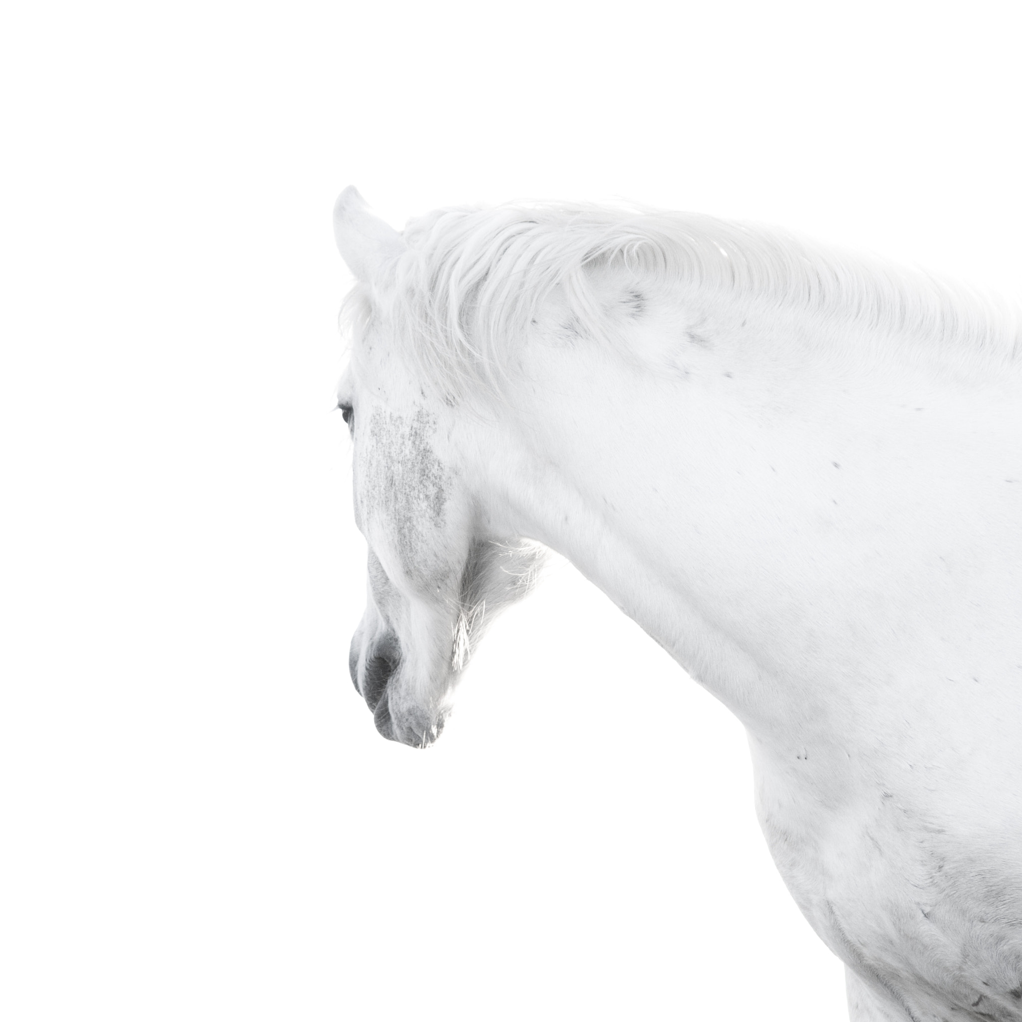 Sigma 70-200mm F2.8 EX DG Macro HSM II sample photo. Horse photography black and white looking away horse looking into the distance square photography