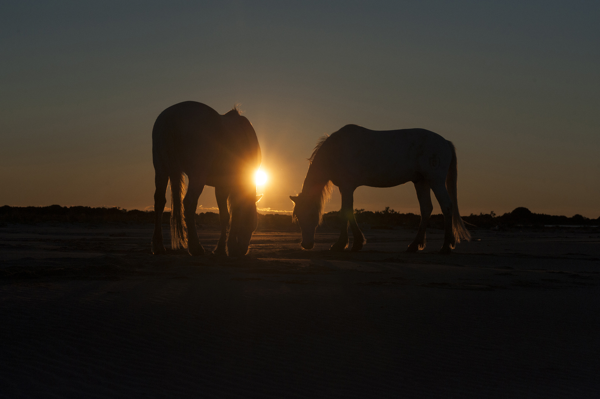 Nikon D3 + Sigma 70-200mm F2.8 EX DG Macro HSM II sample photo. Two horses grazing at sunrise photography