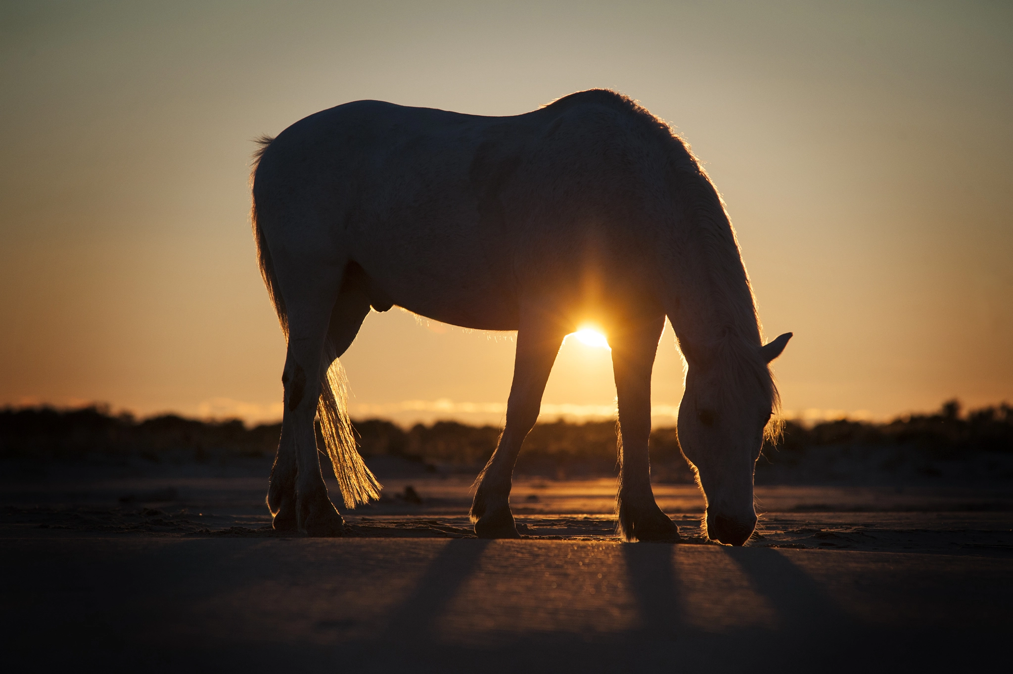 Sigma 70-200mm F2.8 EX DG Macro HSM II sample photo. Grazing at the golden hour photography