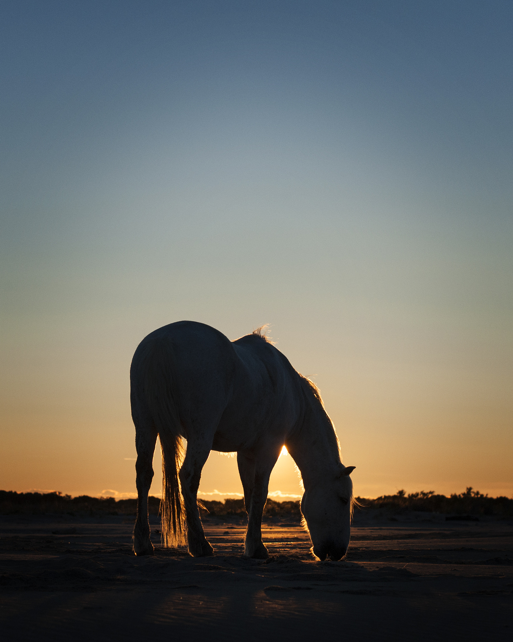 Sigma 70-200mm F2.8 EX DG Macro HSM II sample photo. Grazing at sunrise photography