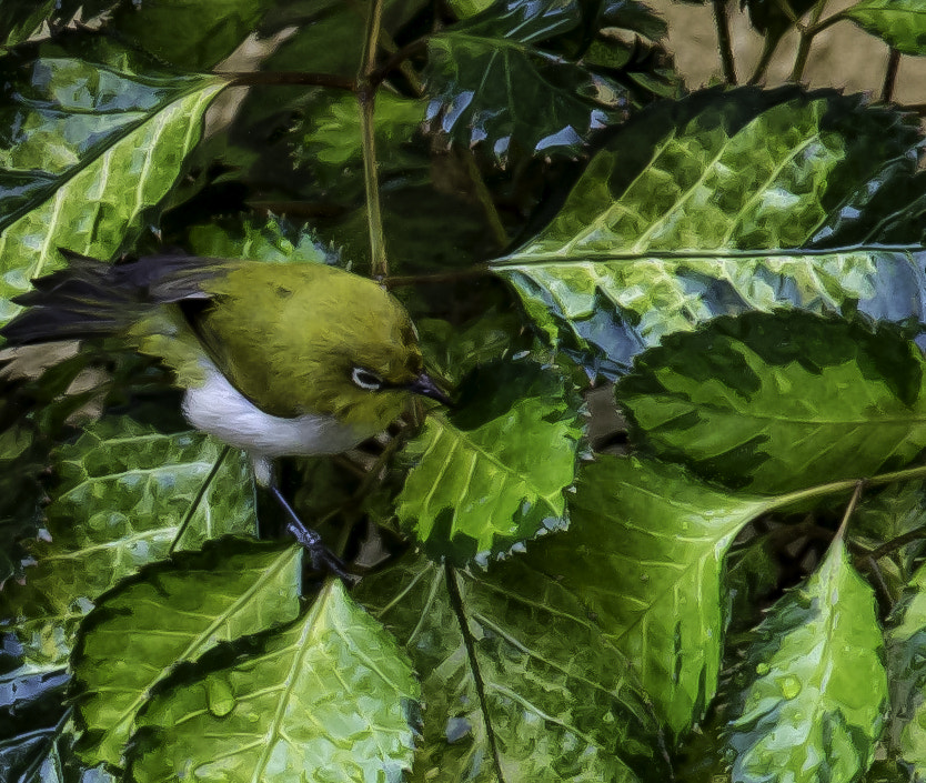 Canon EF-S 18-135mm F3.5-5.6 IS STM sample photo. Oriental white eye photography