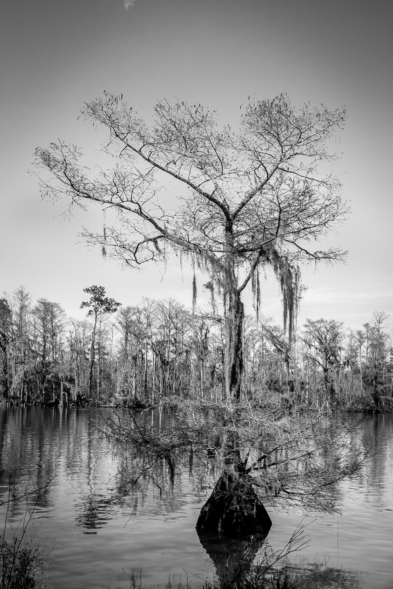 Canon EOS 40D + Canon EF 28mm F2.8 sample photo. One tree island photography