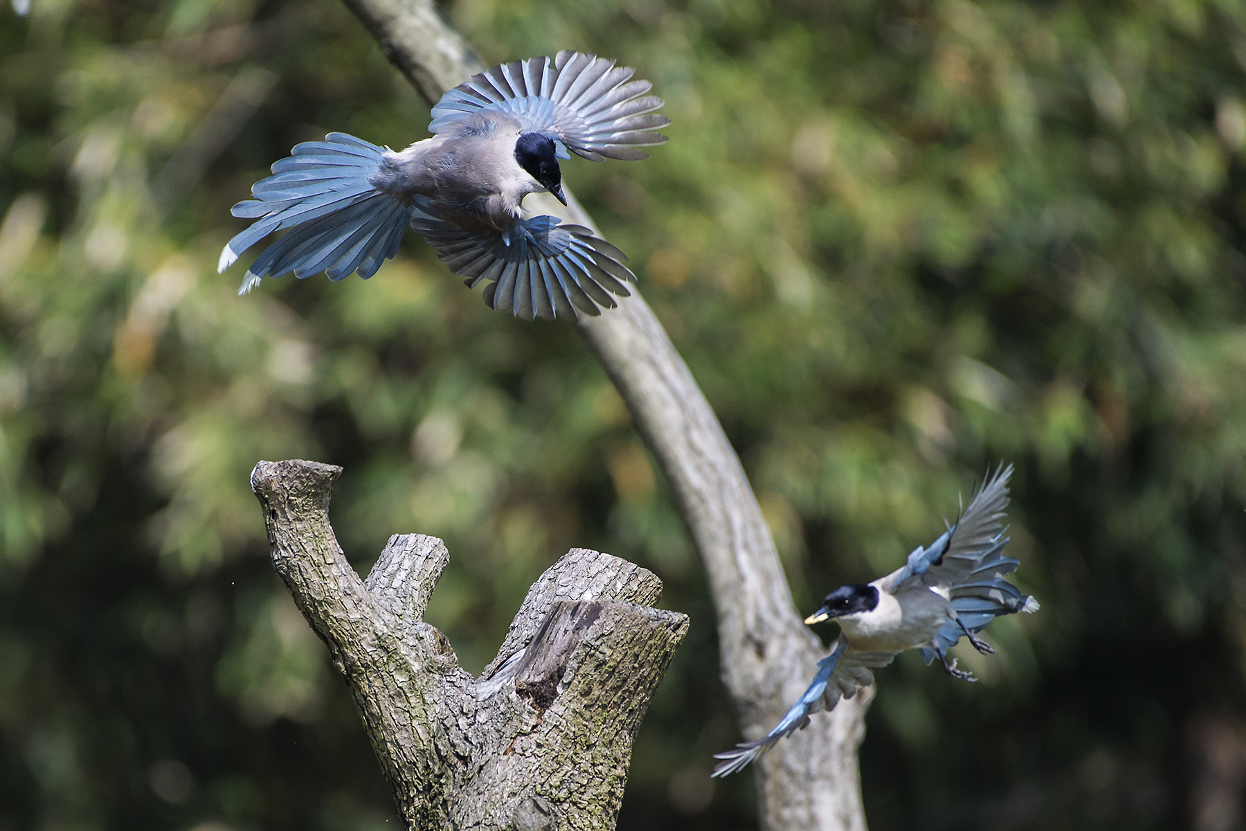 Nikon AF-S Nikkor 200-500mm F5.6E ED VR sample photo