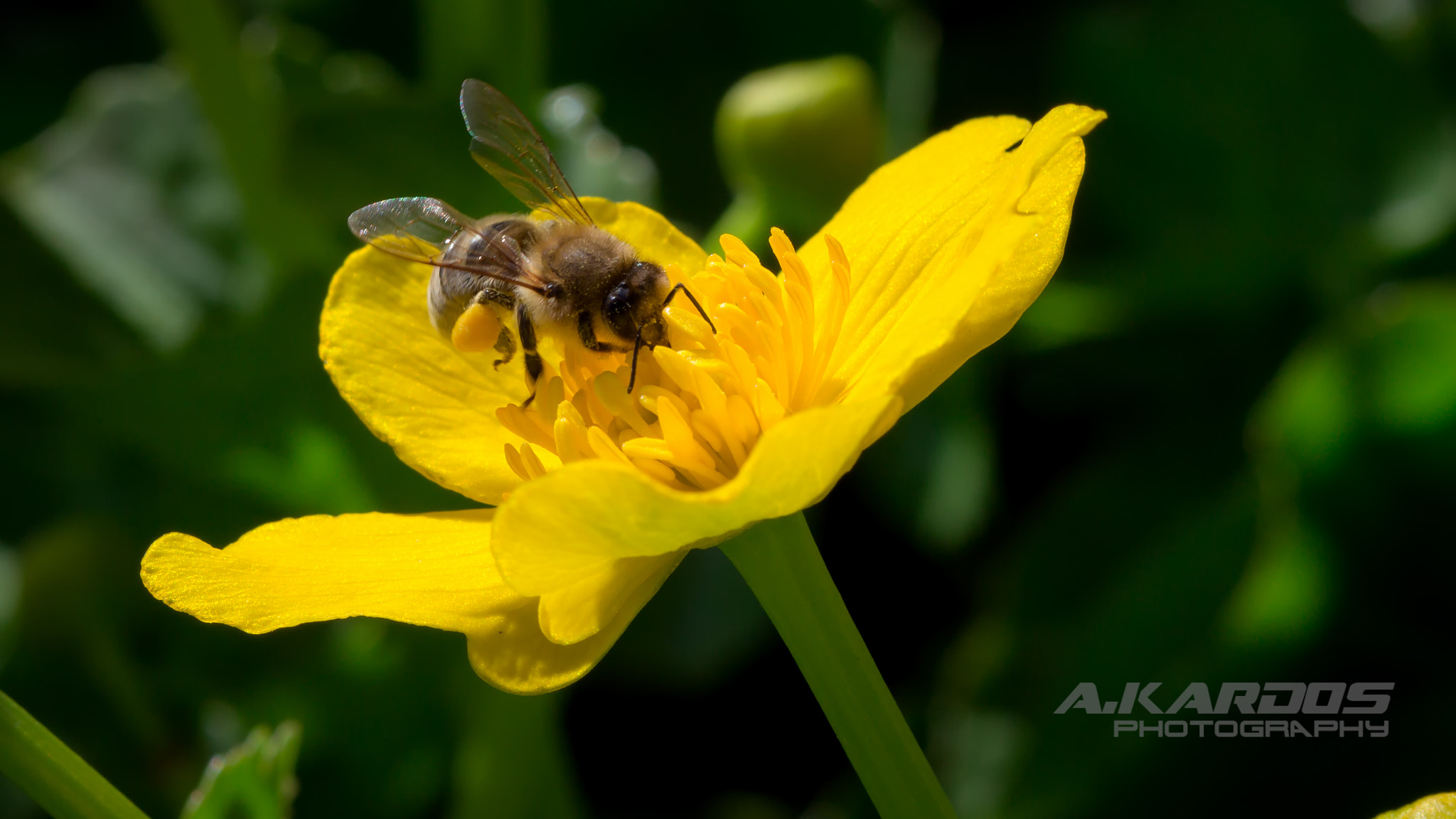 Canon EF 100mm F2.8 Macro USM sample photo. Bee - montreal botanical garden photography