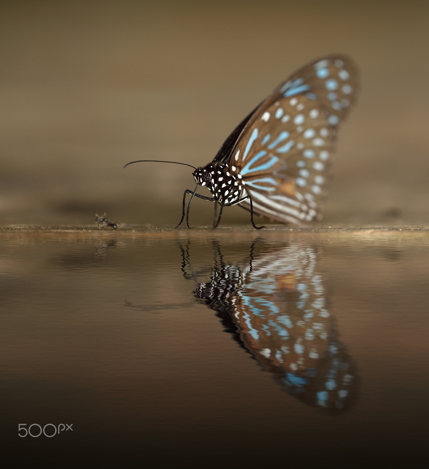 Canon EOS 6D + Canon EF 100mm F2.8 Macro USM sample photo. Dark blue tiger (tirumala septentrionis)  with water reflection photography
