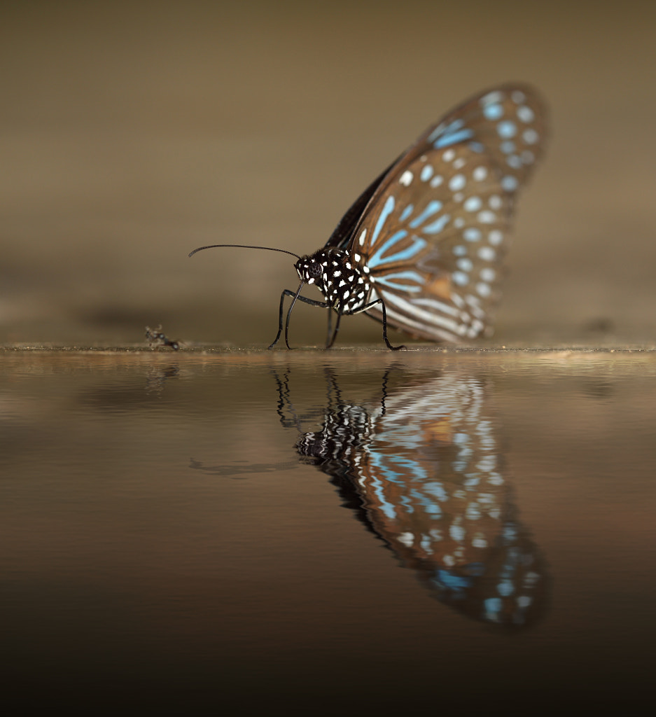 Dark Blue Tiger (Tirumala septentrionis) with water reflection by Thanapol Kuptanisakorn on 500px.com