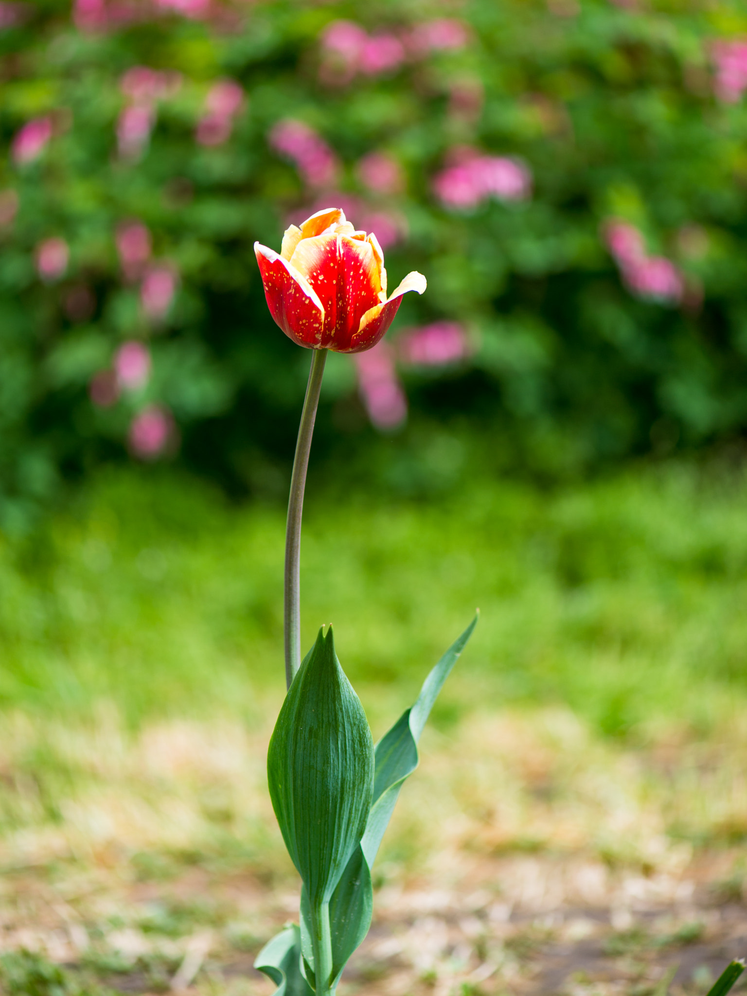 Nikon Df sample photo. Tulip photography