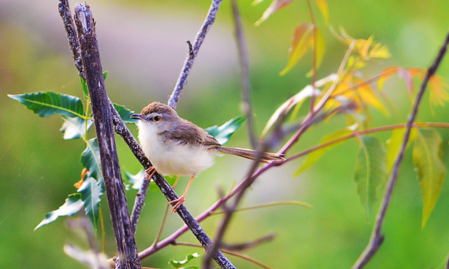 Nikon D5100 + IX-Nikkor 60-180mm f/4.5-5.6 sample photo. Tailor bird photography