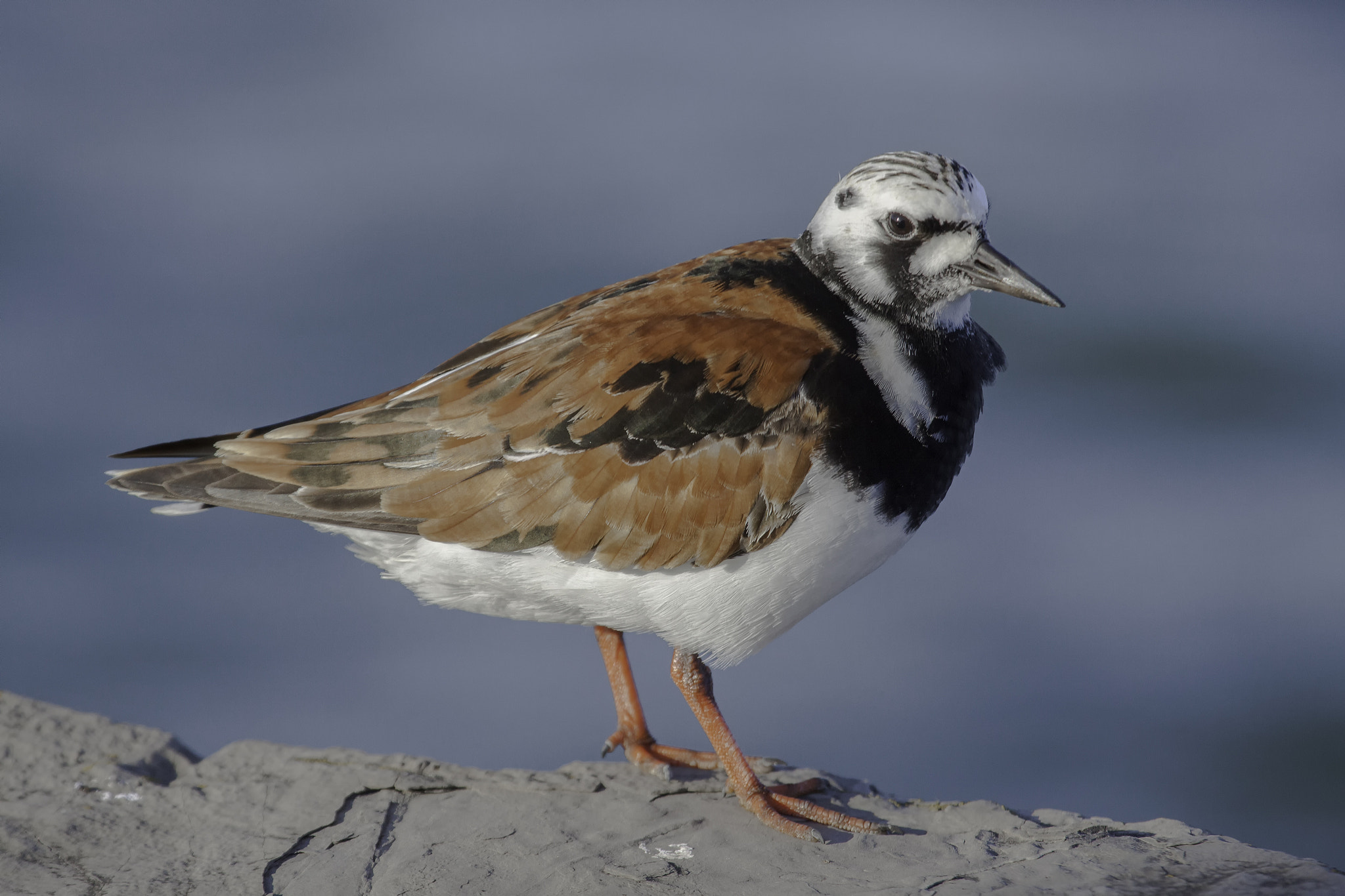 Canon EF 100-400mm F4.5-5.6L IS USM sample photo. Ruddy turnstone - tournepierre à collier photography