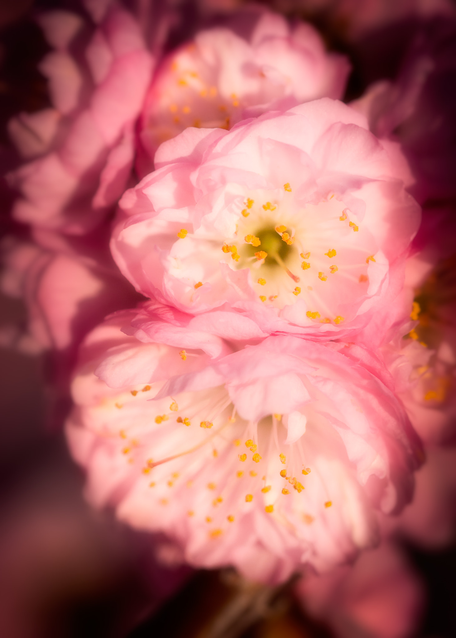 Sigma 105mm F2.8 EX DG OS HSM sample photo. Cherry blossom time photography