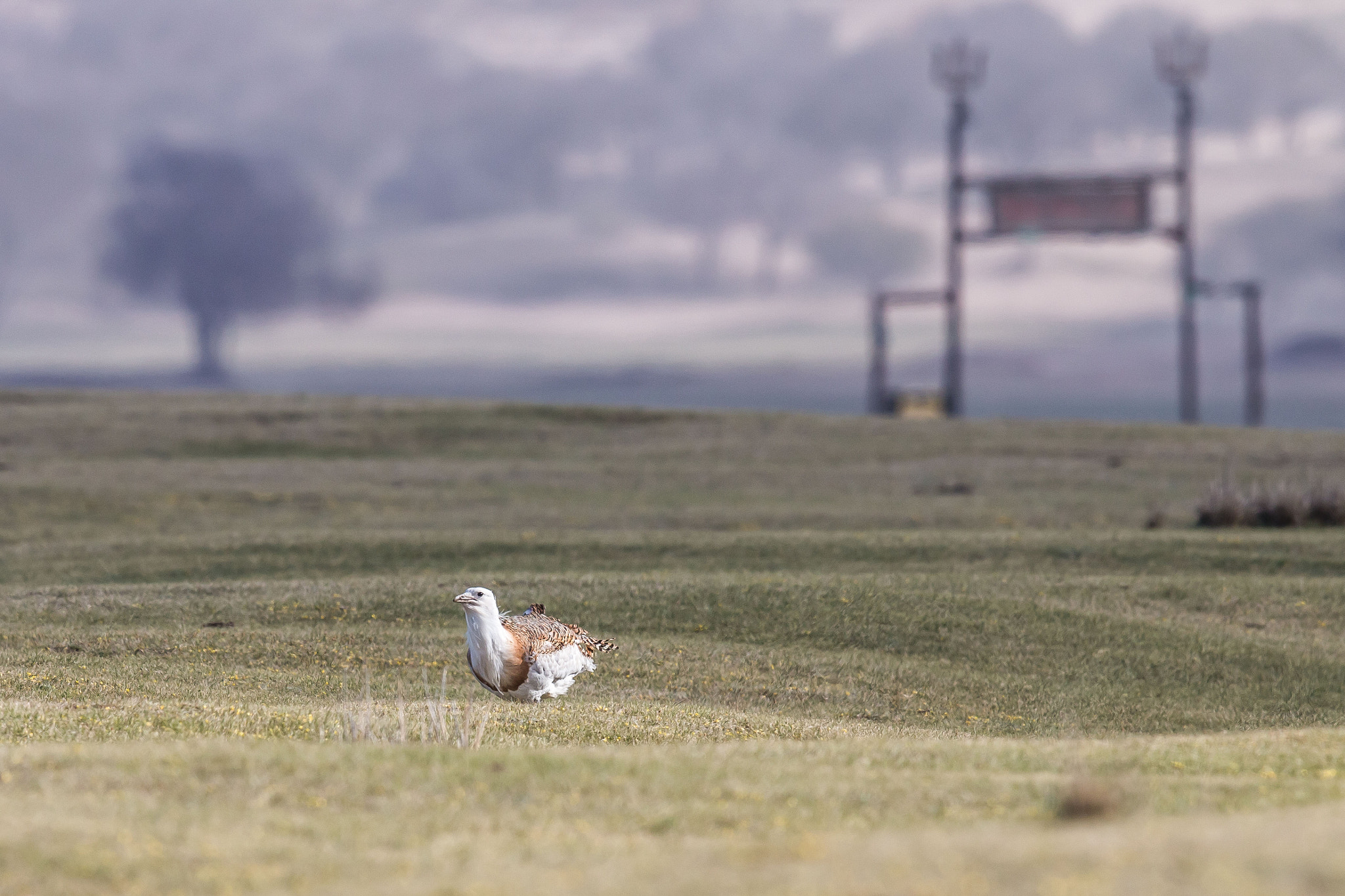 Canon EOS 70D + Canon EF 600mm F4L IS II USM sample photo. Wandering great bustard photography
