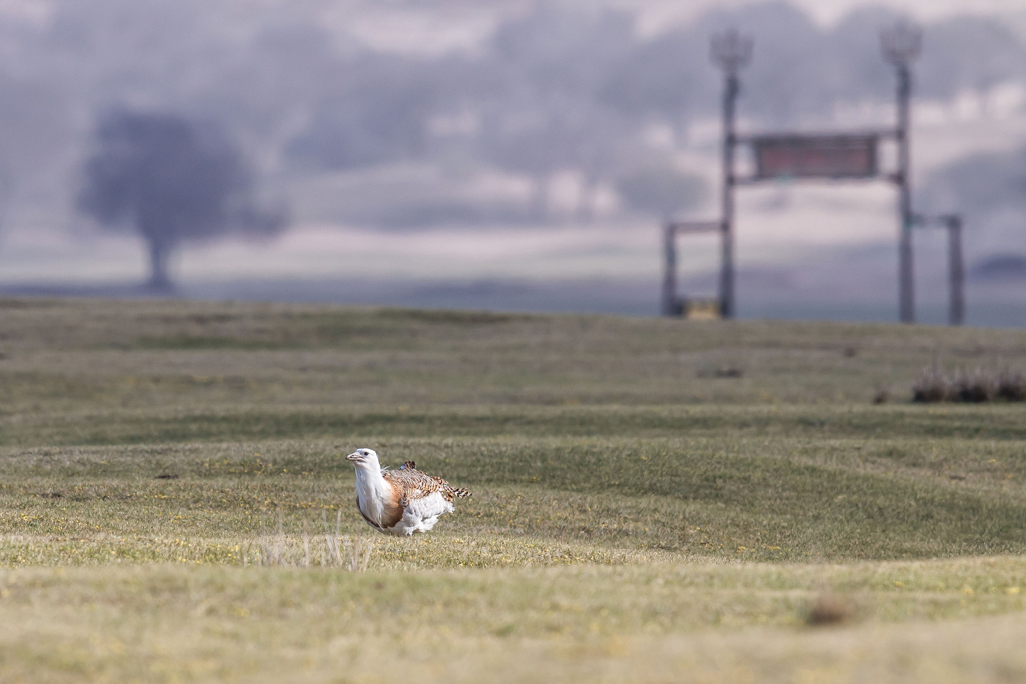Canon EF 600mm F4L IS II USM sample photo. Wandering great bustard photography