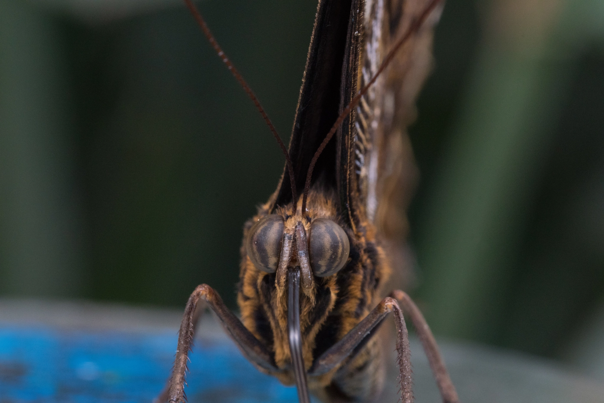 Sony ILCA-77M2 + 90mm F2.8 Macro SSM sample photo. Close view butterfly photography
