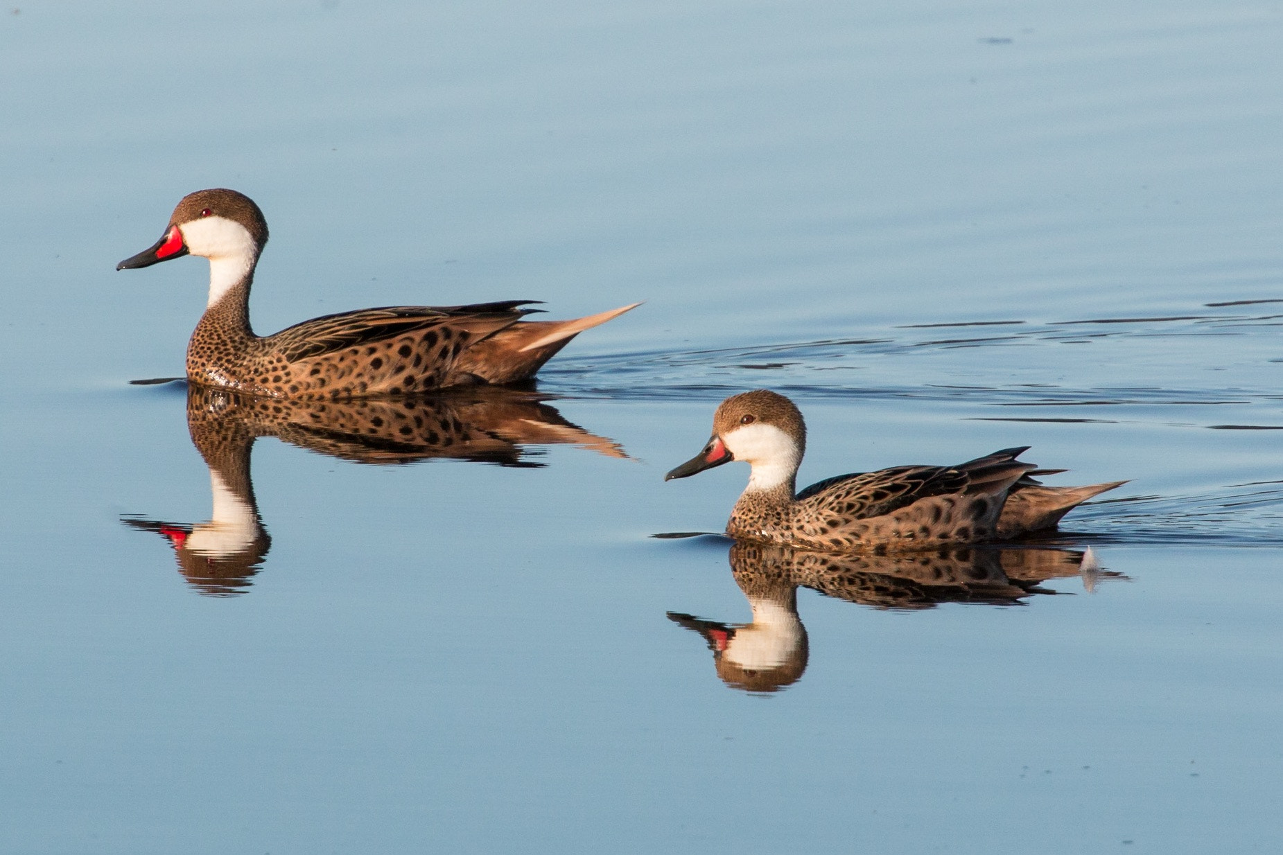Canon EF 70-200mm F4L USM sample photo. Patos silvestres, en el sector de lenga, regiòn del bio-bio, chile. photography