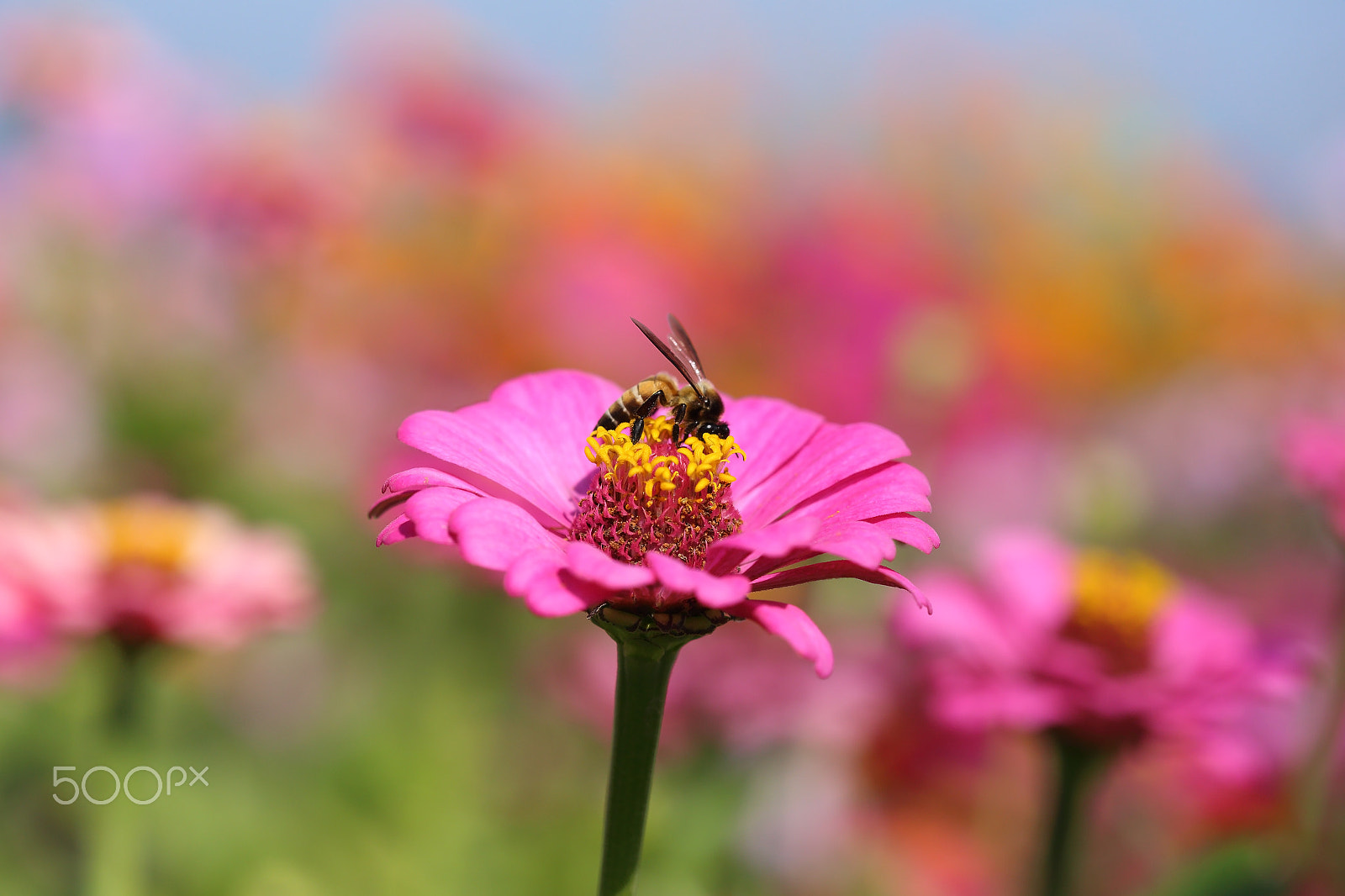 Canon EOS 6D + Canon EF 100mm F2.8 Macro USM sample photo. Pink zinnia flowers and bee photography