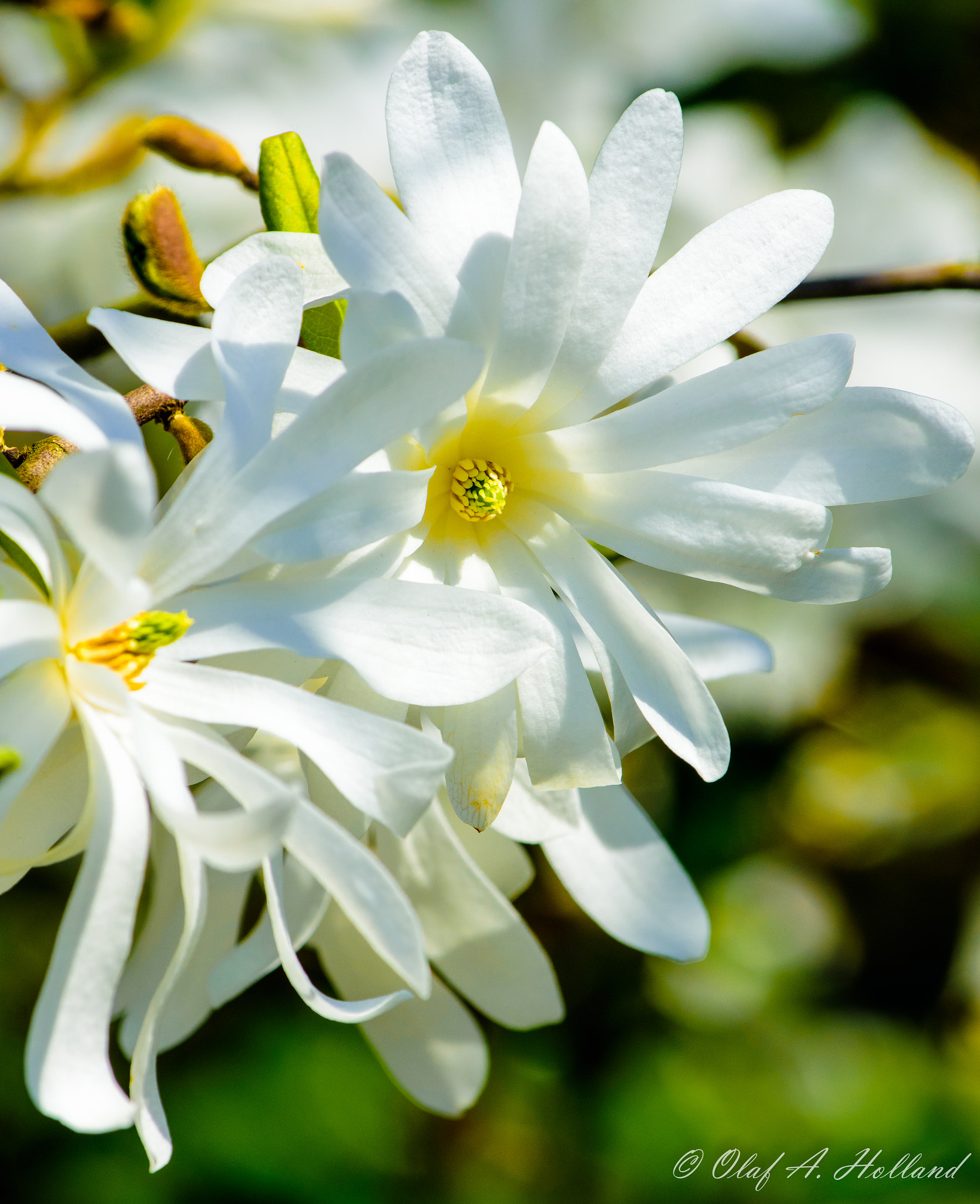 Nikon AF-S Nikkor 70-200mm F4G ED VR sample photo. Magnolia 04 photography
