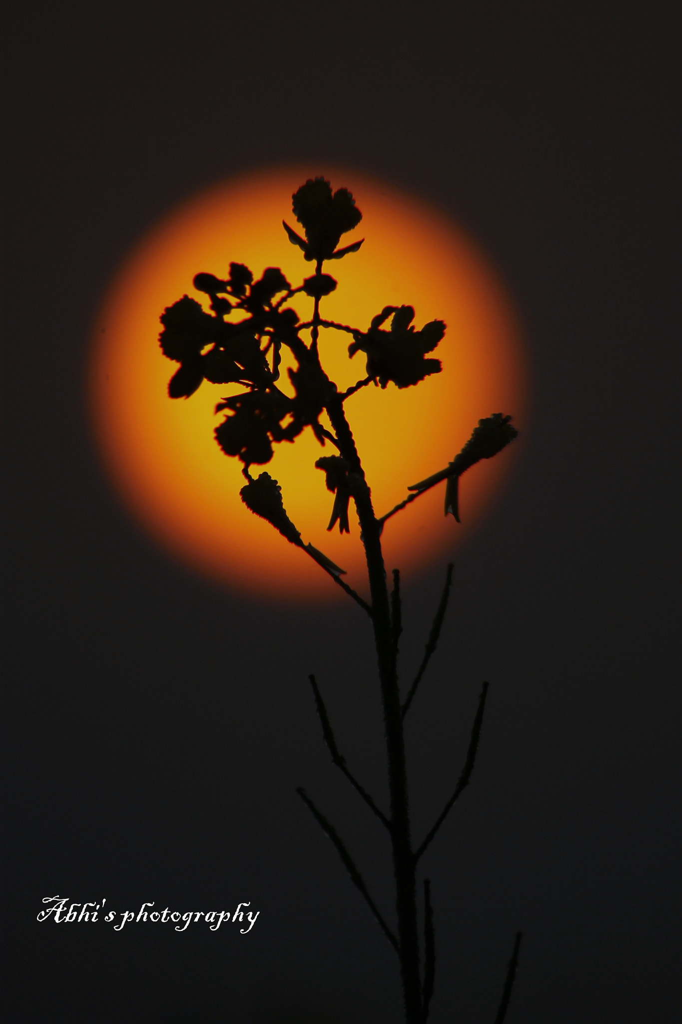 Canon EF 75-300mm f/4-5.6 USM sample photo. Rise and shine photography