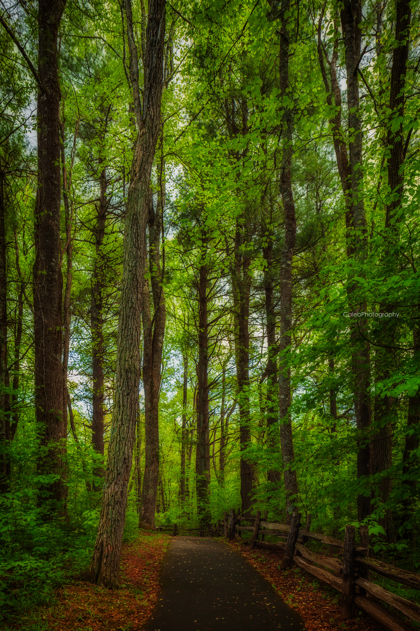 Canon TS-E 24.0mm f/3.5 L II sample photo. Forest photography