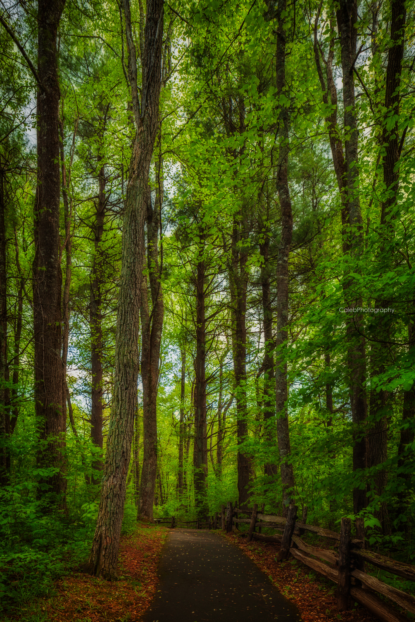 Canon EOS 5D Mark II + Canon TS-E 24.0mm f/3.5 L II sample photo. Forest photography