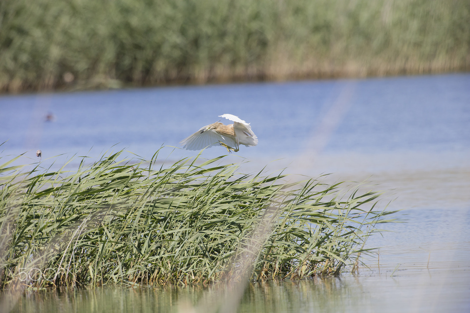 Canon EOS 5DS R + Canon EF 500mm F4L IS USM sample photo. Squacco heron photography