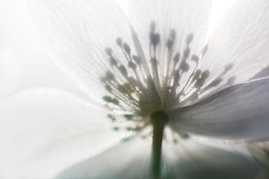 Sigma 70mm F2.8 EX DG Macro sample photo. Wind flower  photography