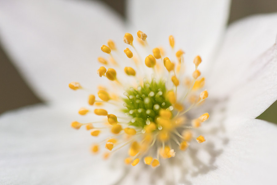 Sigma 70mm F2.8 EX DG Macro sample photo. Close up wind flower  photography
