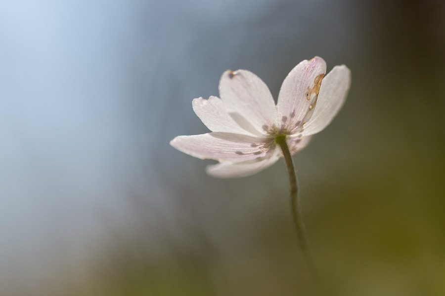 Sigma 70mm F2.8 EX DG Macro sample photo. Solo photography