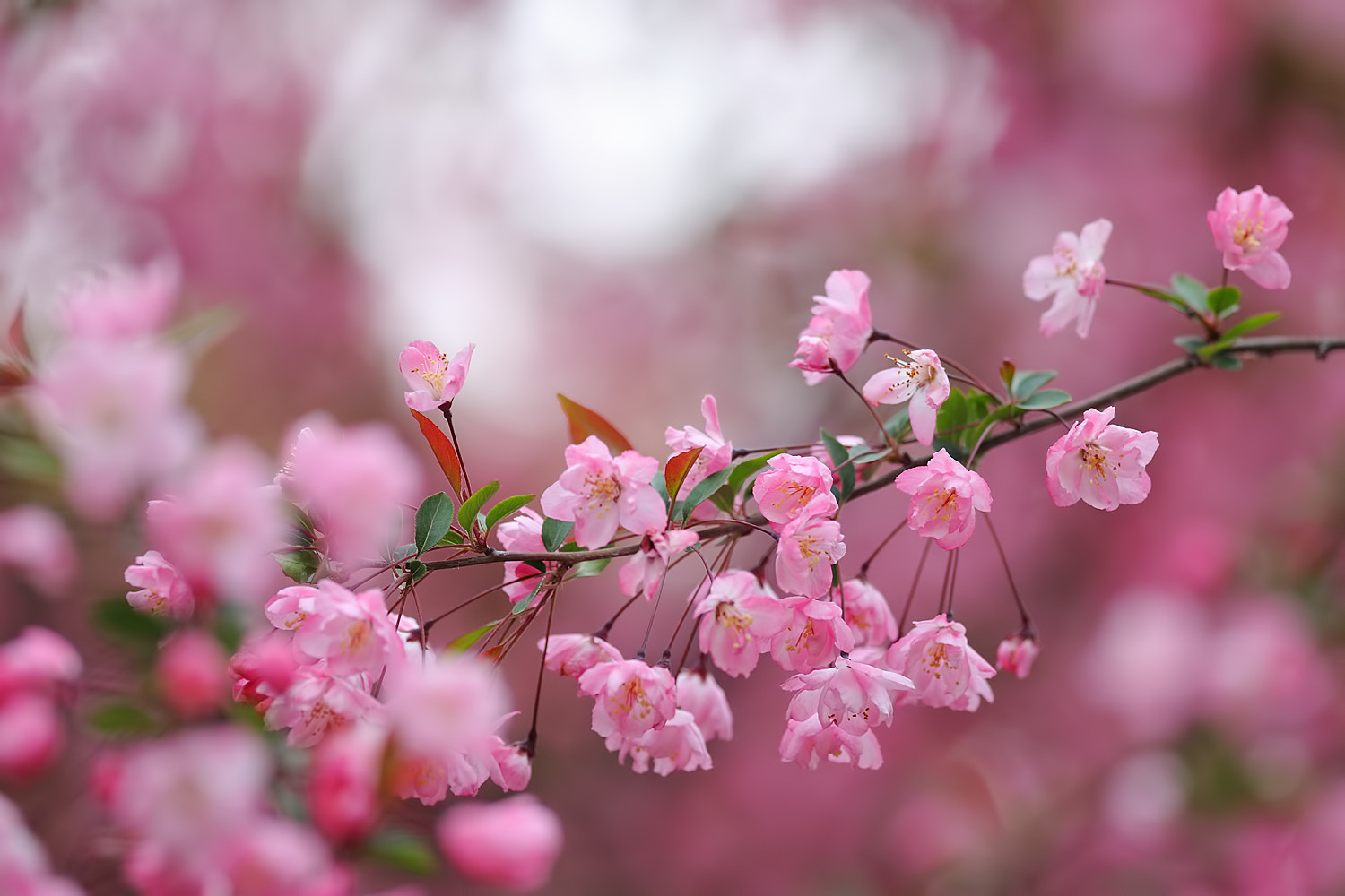 Canon EF 300mm F2.8L IS USM sample photo. Malus prunifolia photography