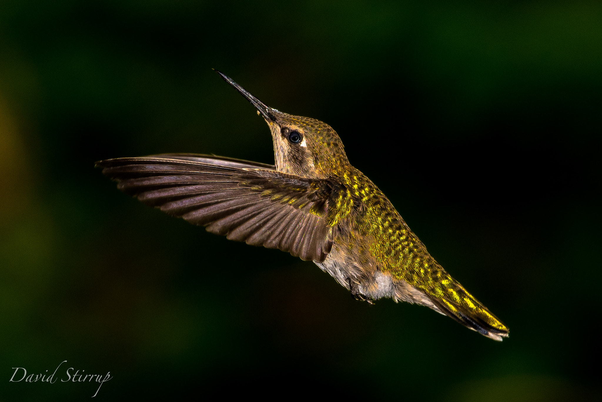 Nikon AF-S Nikkor 500mm F4E FL ED VR sample photo. Grandma panchuk photography