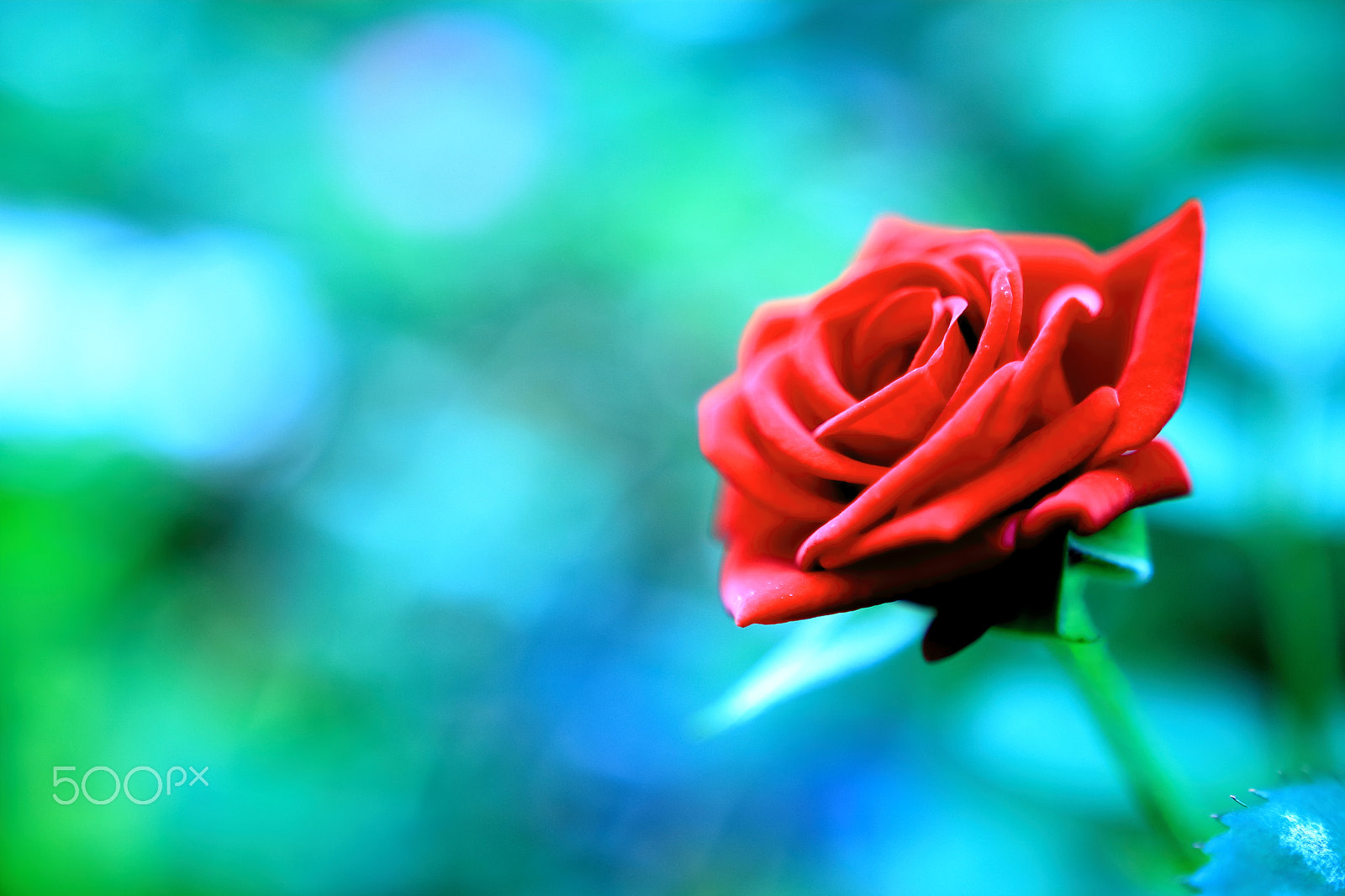 Sigma 18-35mm f/1.8 DC HSM sample photo. Rose in garden photography