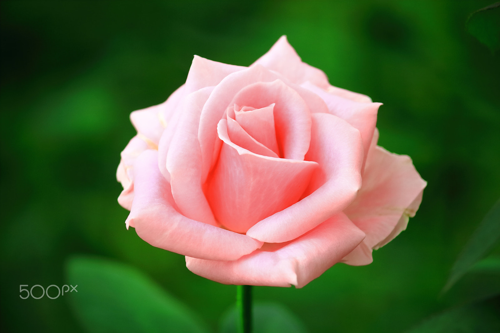 Canon EOS 700D (EOS Rebel T5i / EOS Kiss X7i) sample photo. Pink rose photography