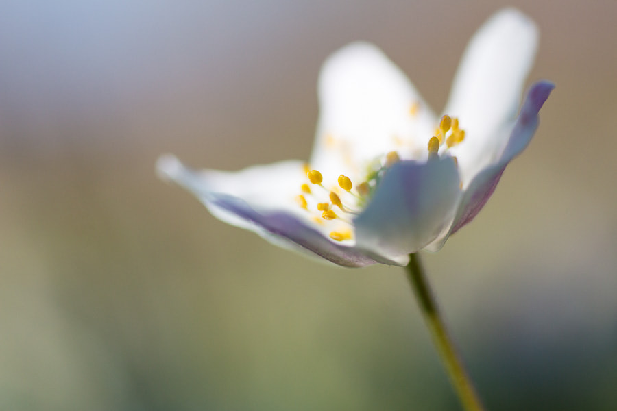 Sigma 70mm F2.8 EX DG Macro sample photo. Wind flower  photography