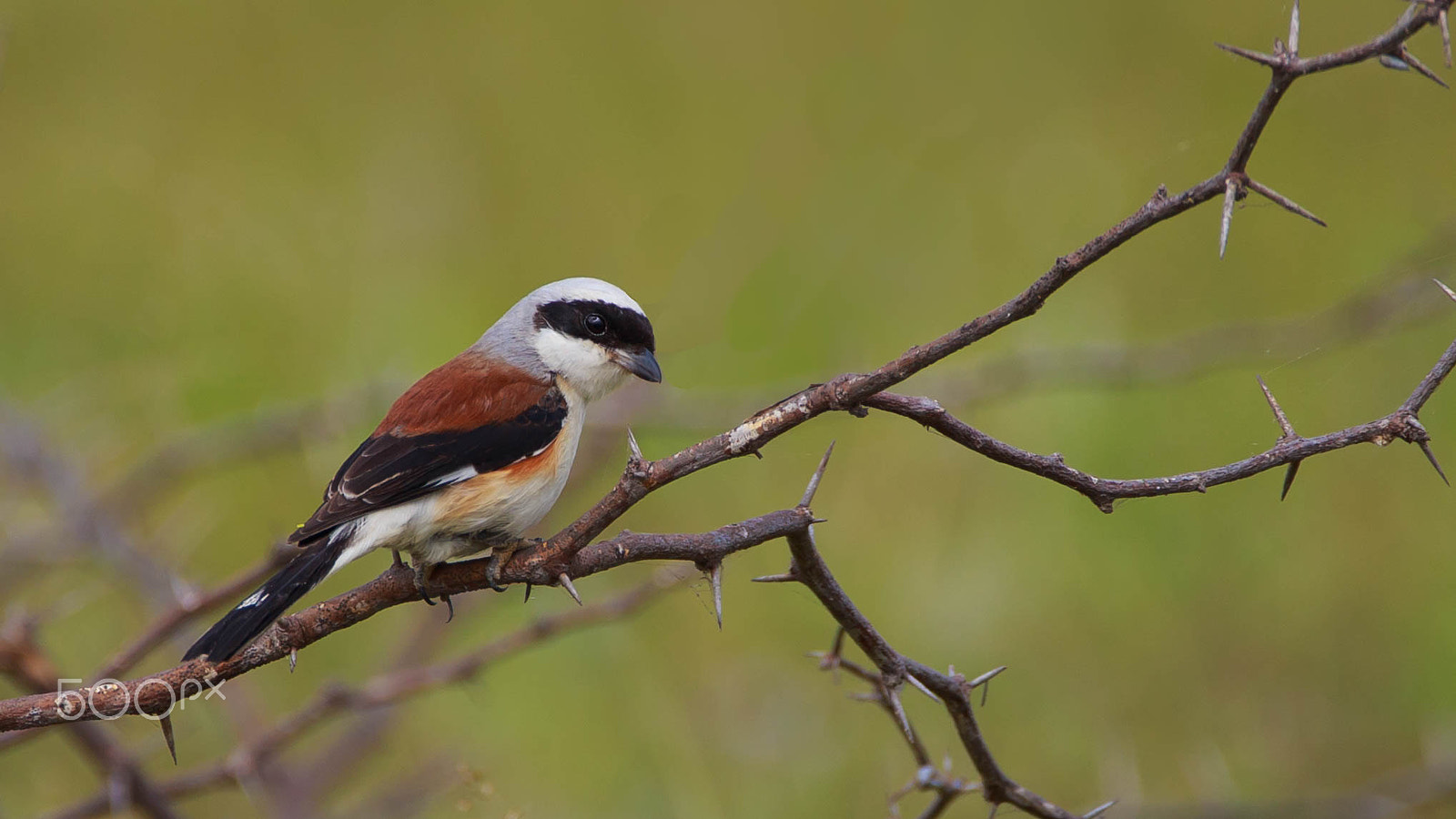 Sigma 150-600mm F5-6.3 DG OS HSM | C sample photo. Bay-backed shrike photography
