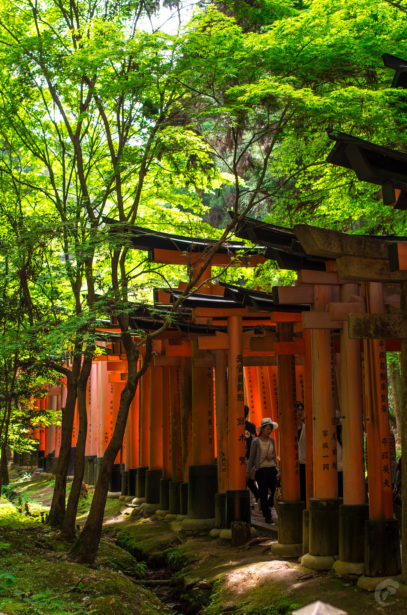 Pentax K-30 + Sigma 35mm F1.4 DG HSM Art sample photo. Sacred path into the nature photography