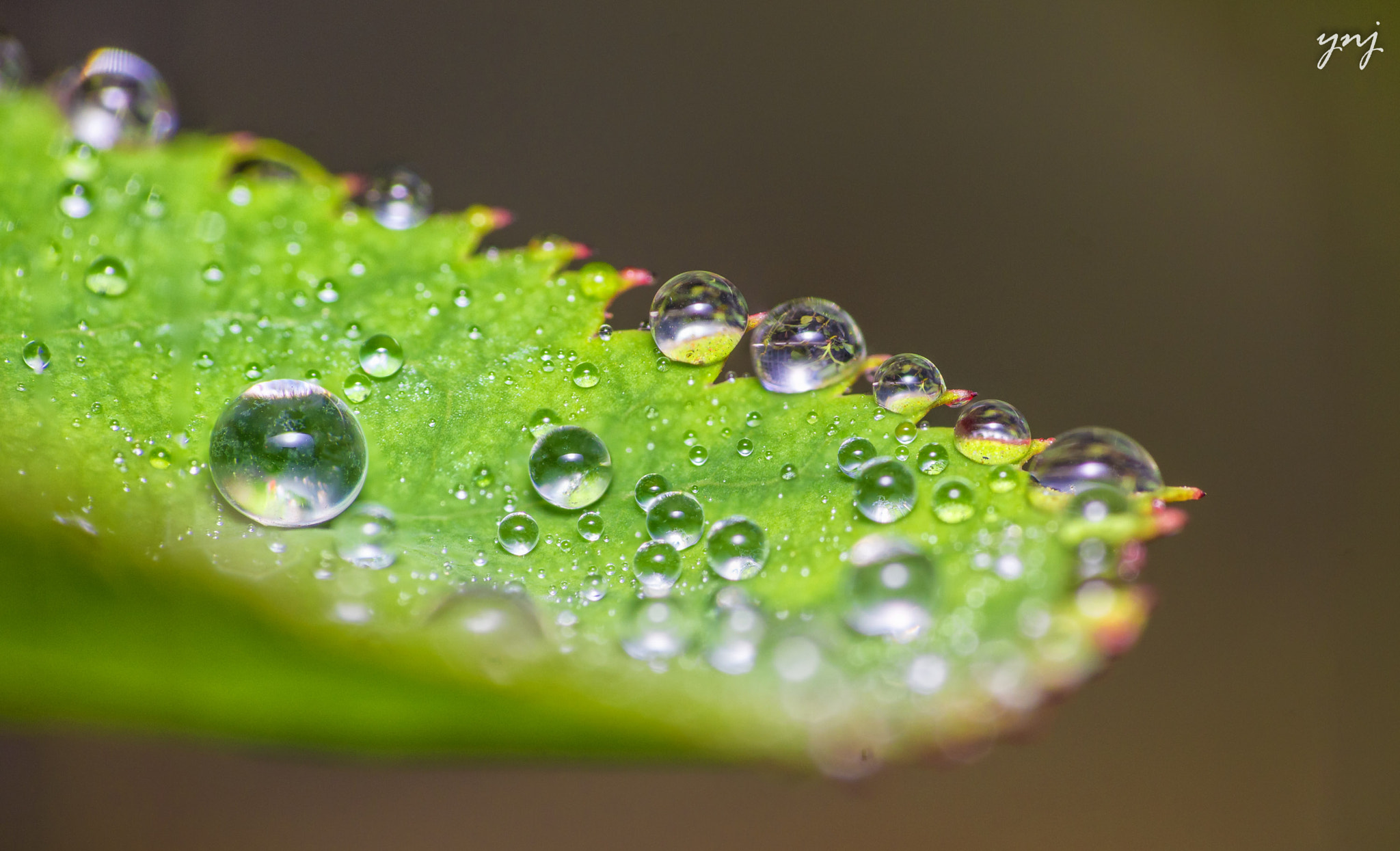 Sigma 70-300mm F4-5.6 APO DG Macro sample photo. Hydrated photography