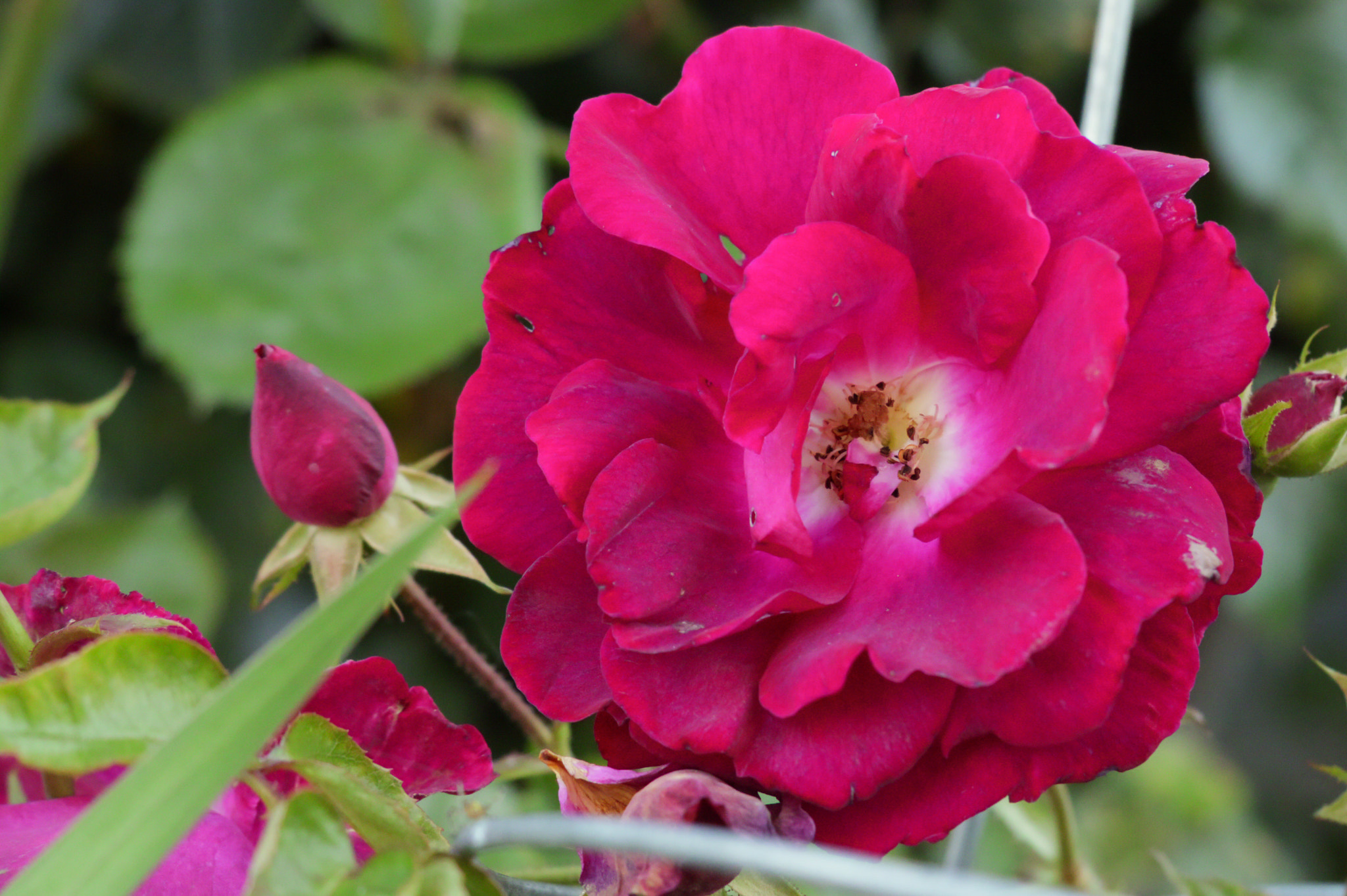 Canon XC10 sample photo. Pink rose photography