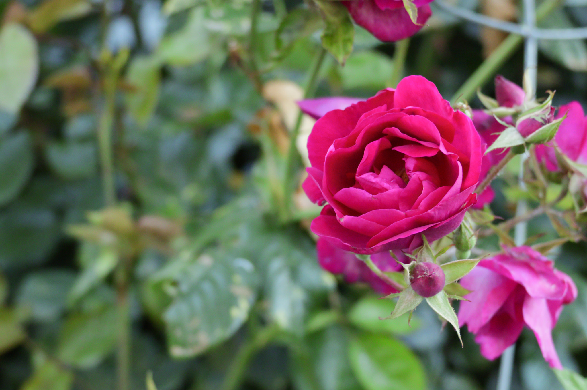 Canon XC10 sample photo. Pink rose photography