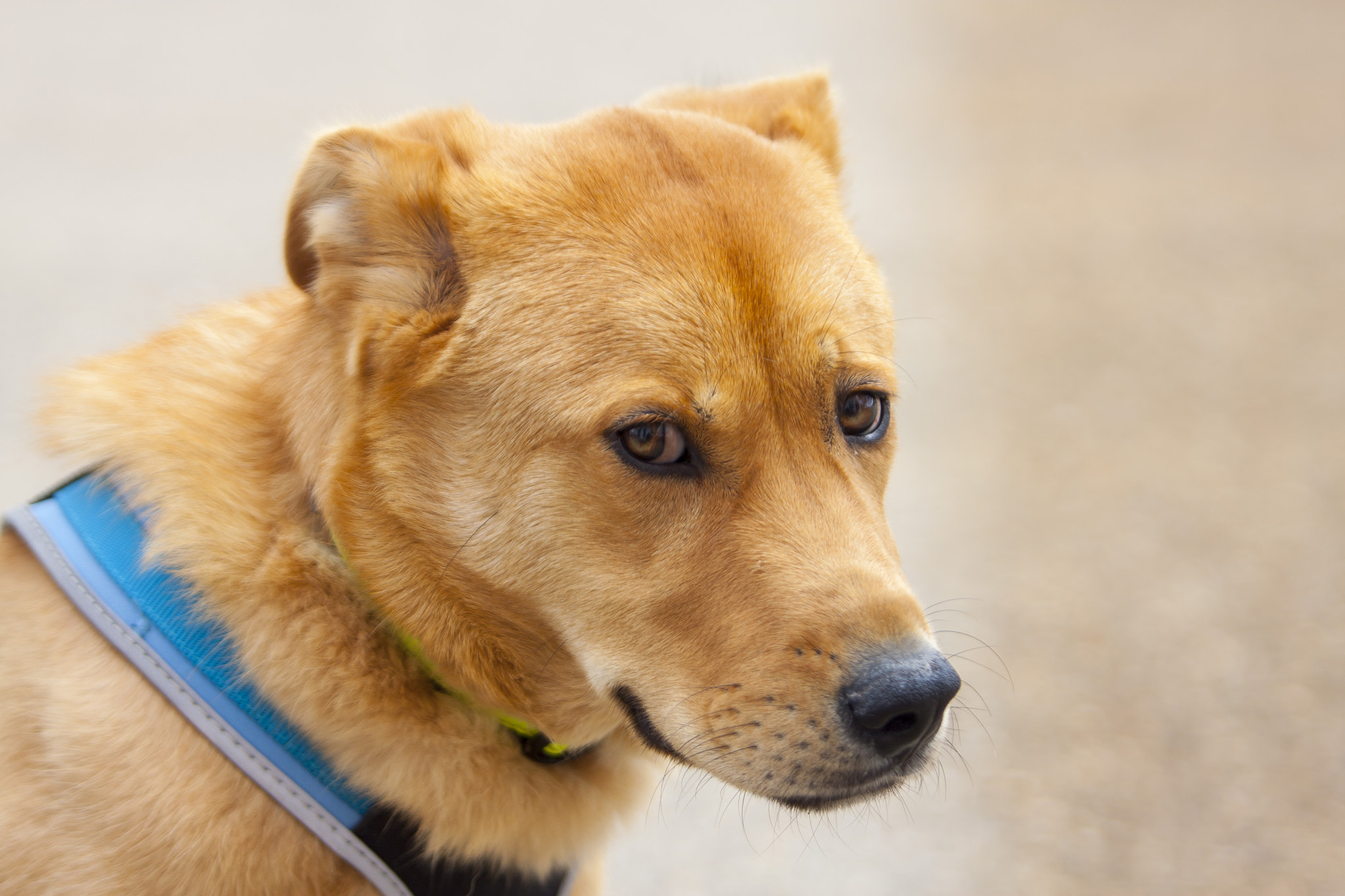Canon EF 70-200mm F2.8L USM sample photo. Craco photography