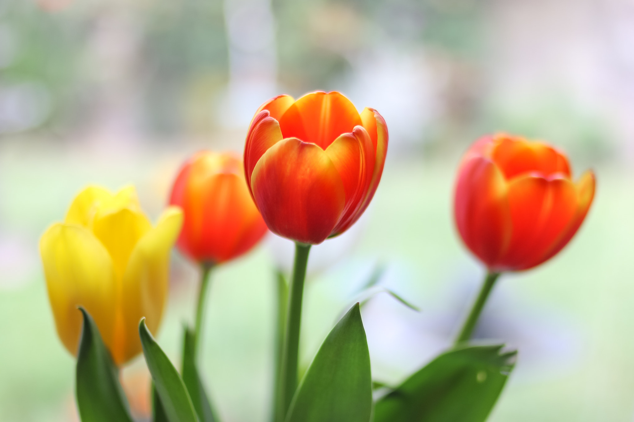 Canon EOS 70D + Canon EF 35mm F2 sample photo. Chatting with tulips photography