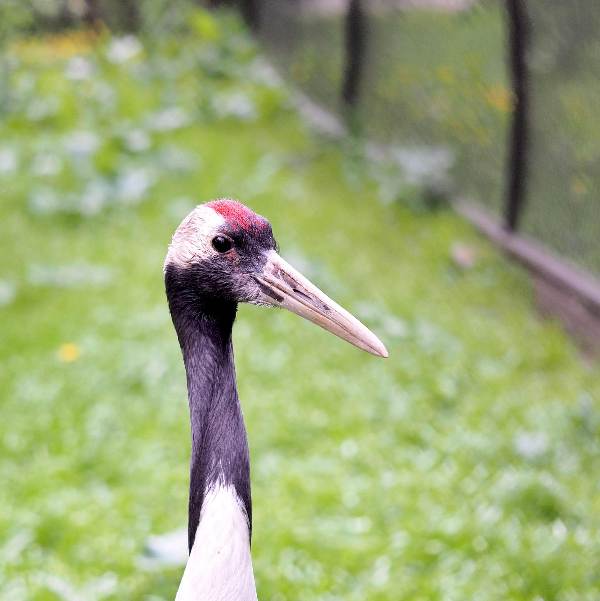 Olympus PEN E-PL7 sample photo. Crane photography