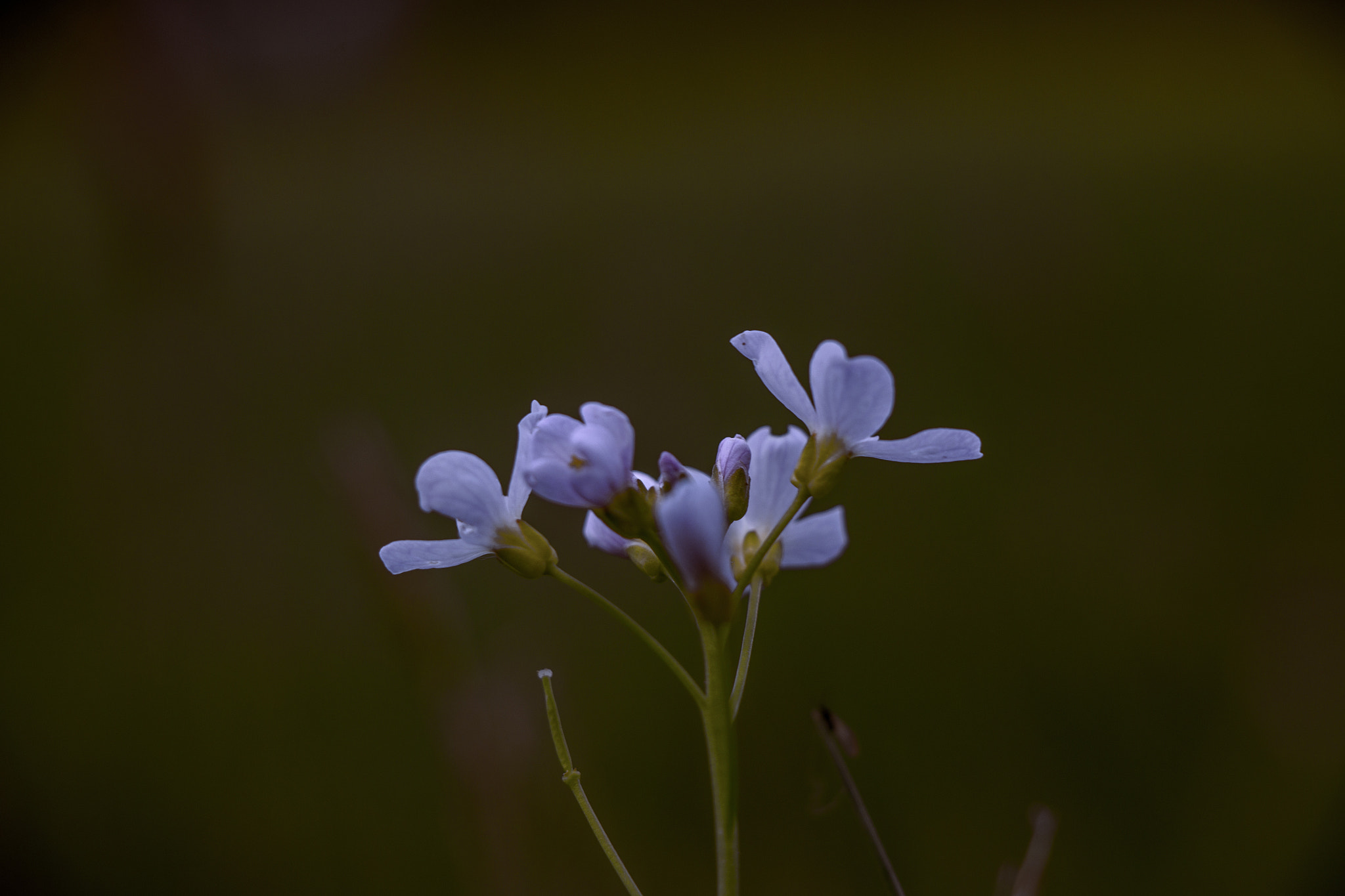 Canon EF-S 18-135mm F3.5-5.6 IS STM sample photo. Flower photography