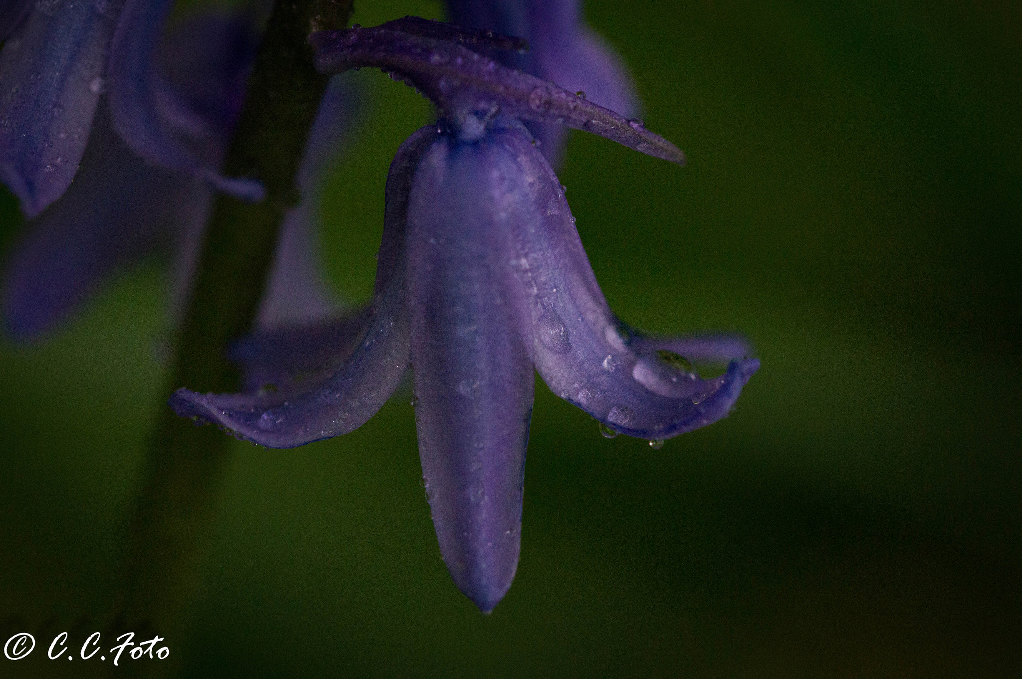 Sony SLT-A37 + 90mm F2.8 Macro SSM sample photo. Yellow () photography