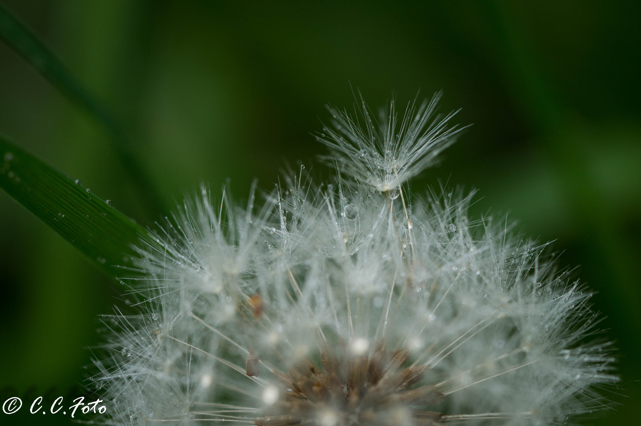 Sony SLT-A37 + 90mm F2.8 Macro SSM sample photo. Yellow () photography