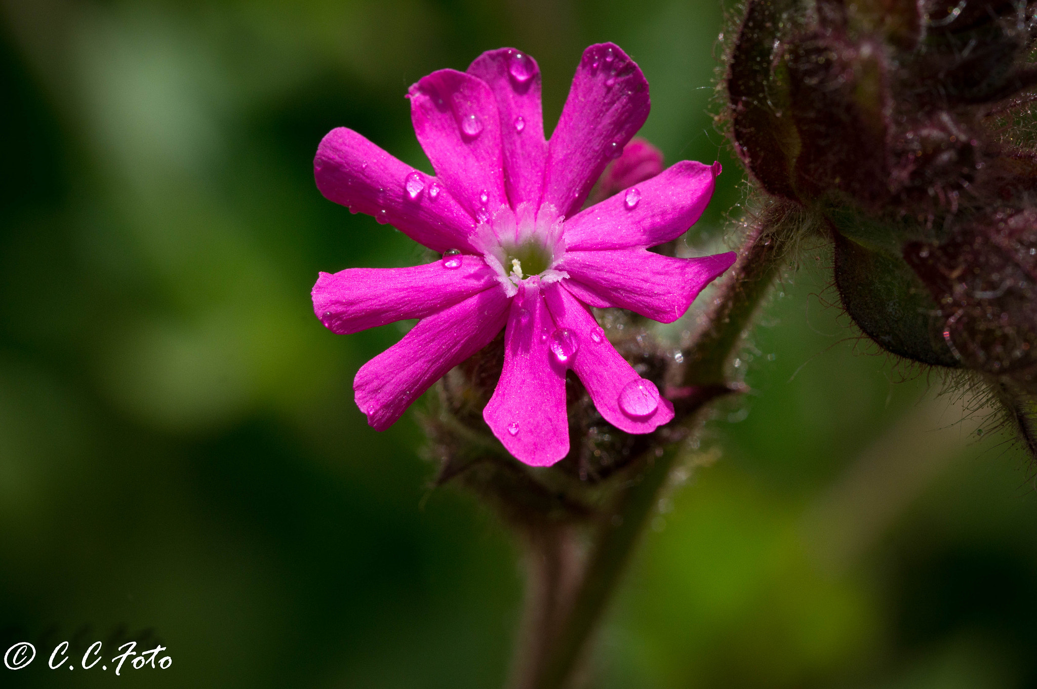 Sony SLT-A37 + 90mm F2.8 Macro SSM sample photo. Yellow () photography