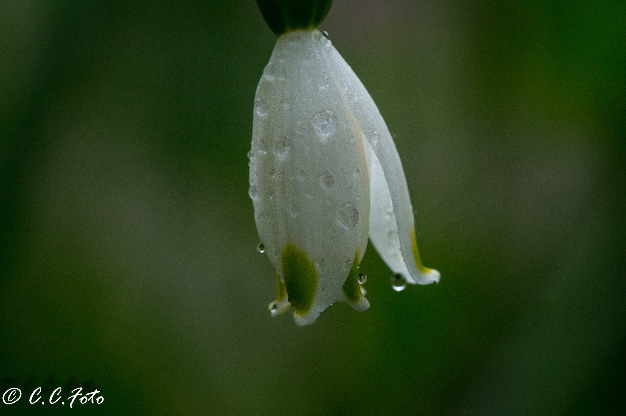 Sony SLT-A37 + 90mm F2.8 Macro SSM sample photo. Yellow () photography