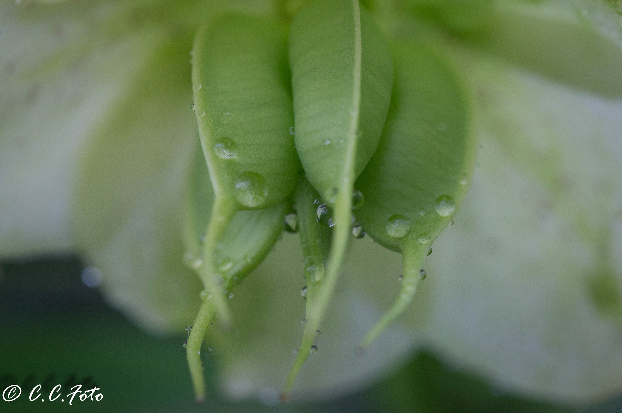 Sony SLT-A37 + 90mm F2.8 Macro SSM sample photo. Yellow () photography